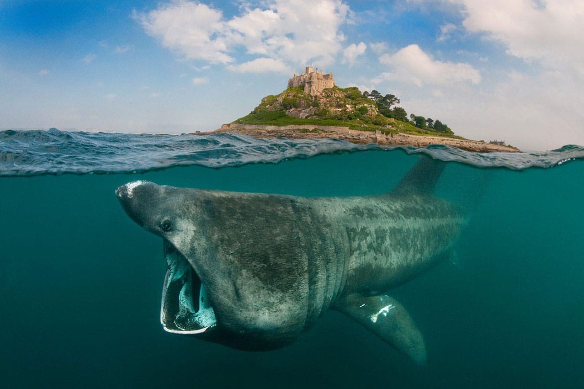 A Basking Shark feeding on plankton off the coast of Cornwall in the UK.