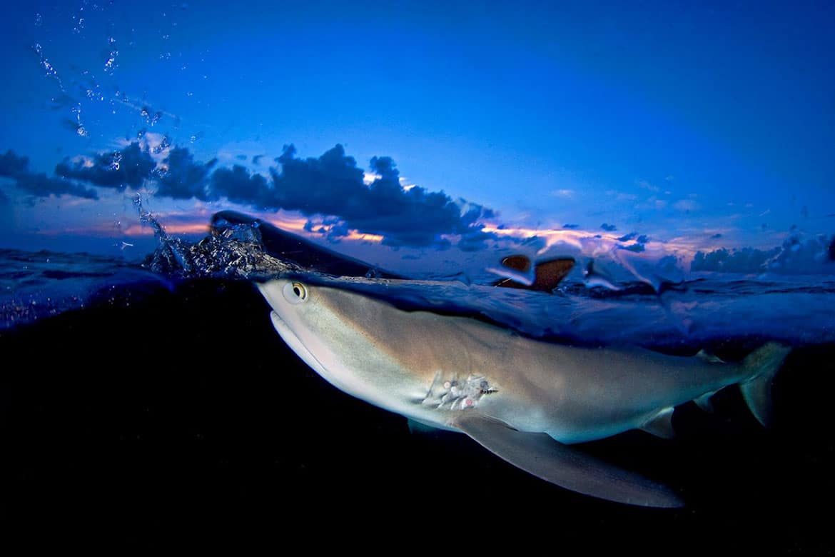 A Caribbean reef shark at the surface of the water at dusk. in Grand Bahama, Bahamas.