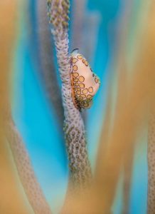 A flamingo tongue, or Cowrie, feeding on sea rod coral in the Caribbean Sea in Grand Cayman.