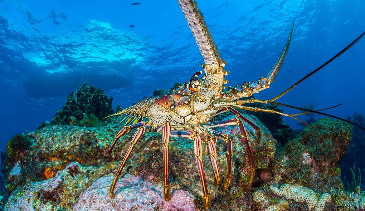A caribbean Spiny Lobster on a coral outcrop in the Caribbean Sea in Grand Cayman.