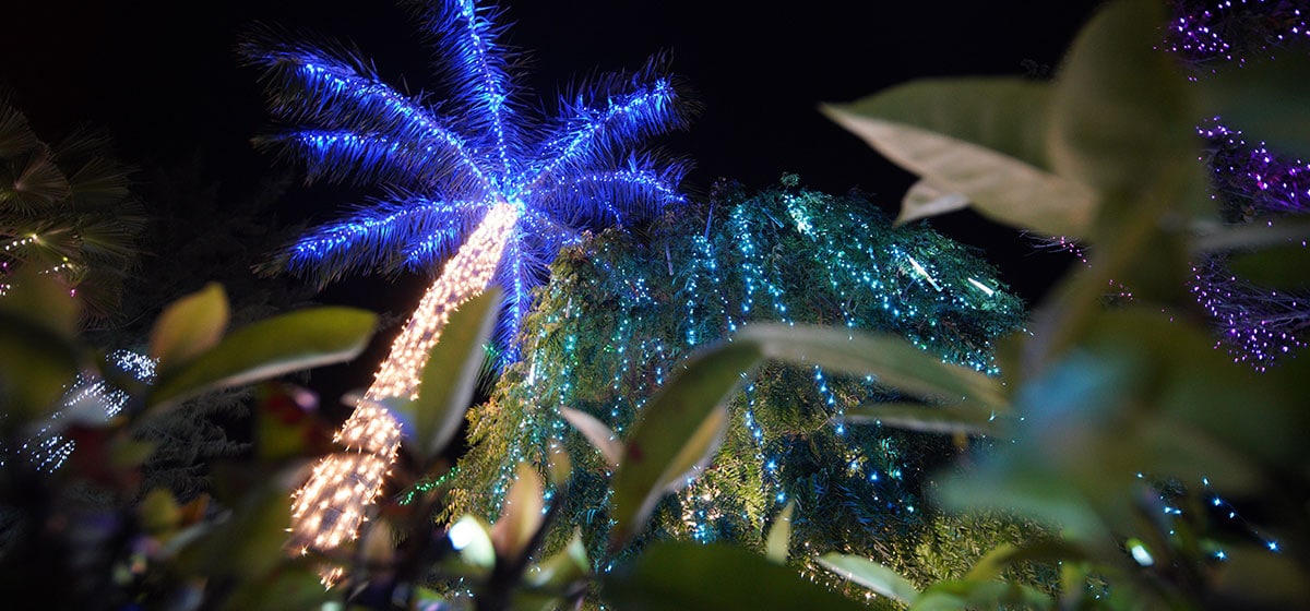 Christmas decorations on a Cayman palm tree.