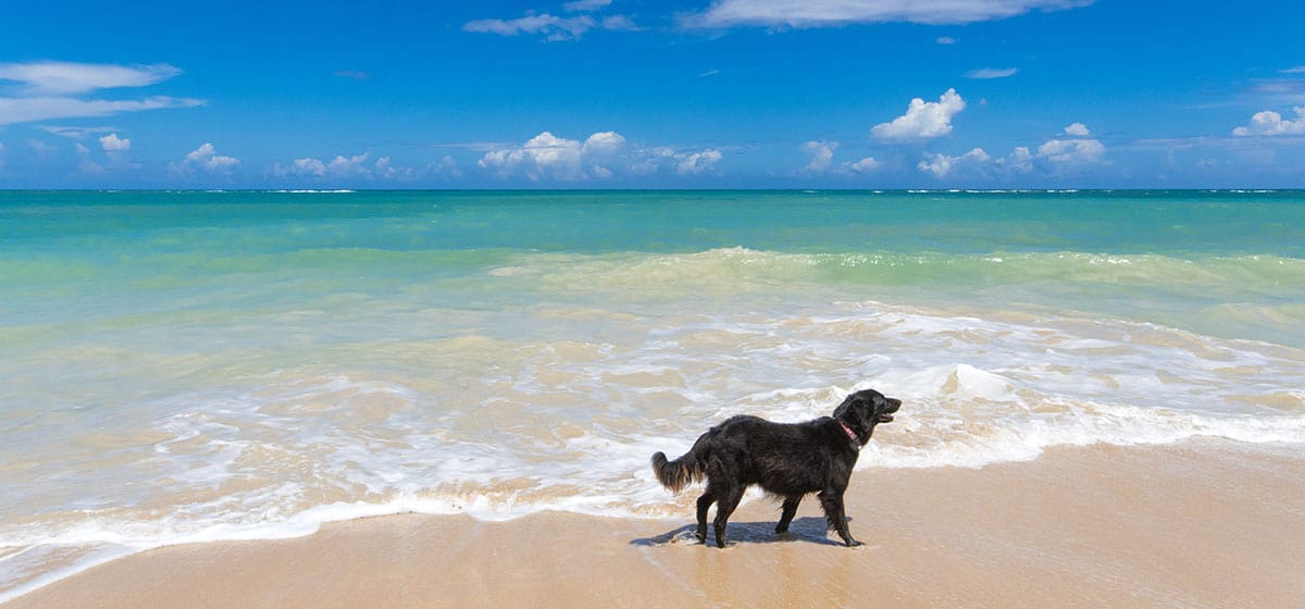 A black dog at the waters edge on Seven Mile Beach, Grand Cayman.