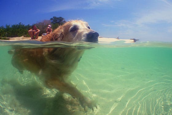 A Golden Retriever swimming in the Caribbean Sea.