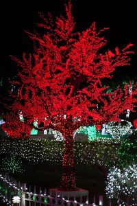 A tree decorated in red lights at Christmas time. 