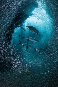 Devil's grotto the famous dive site in Grand Cayman with a school of silversides and Tarpon too.