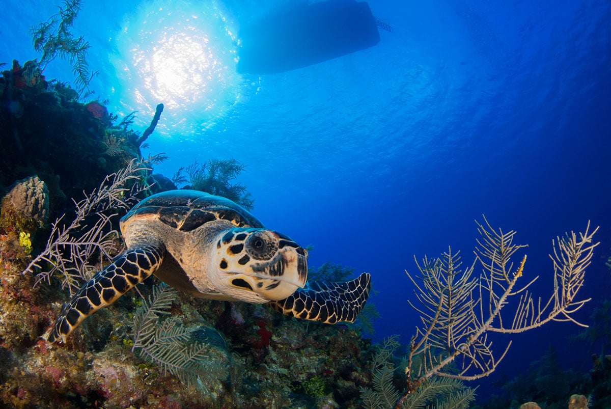 A trurtle resting on a coral outcrop in the Caribbean Sea, Grand Cayman.