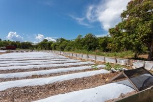 Rows of plants in poly tunnels.