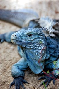 Blue Iguana lounging on a deck.