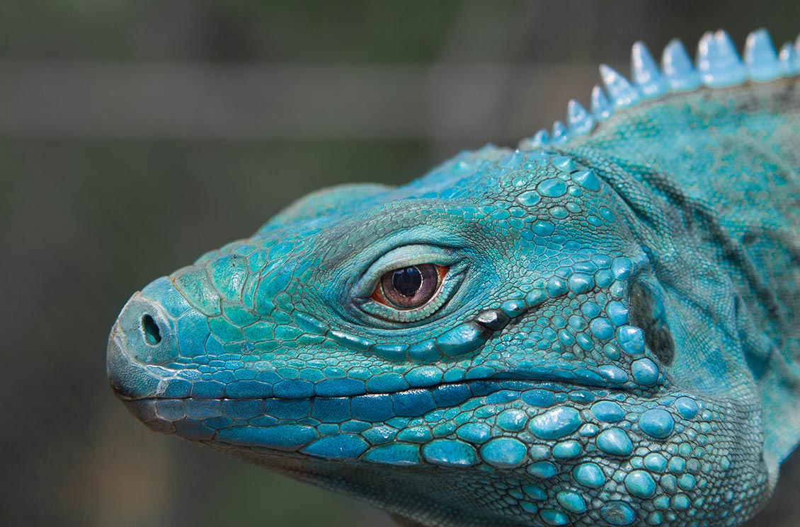 Close up of the head of a Blue Iguana, a rare native of the Cayman Islands.