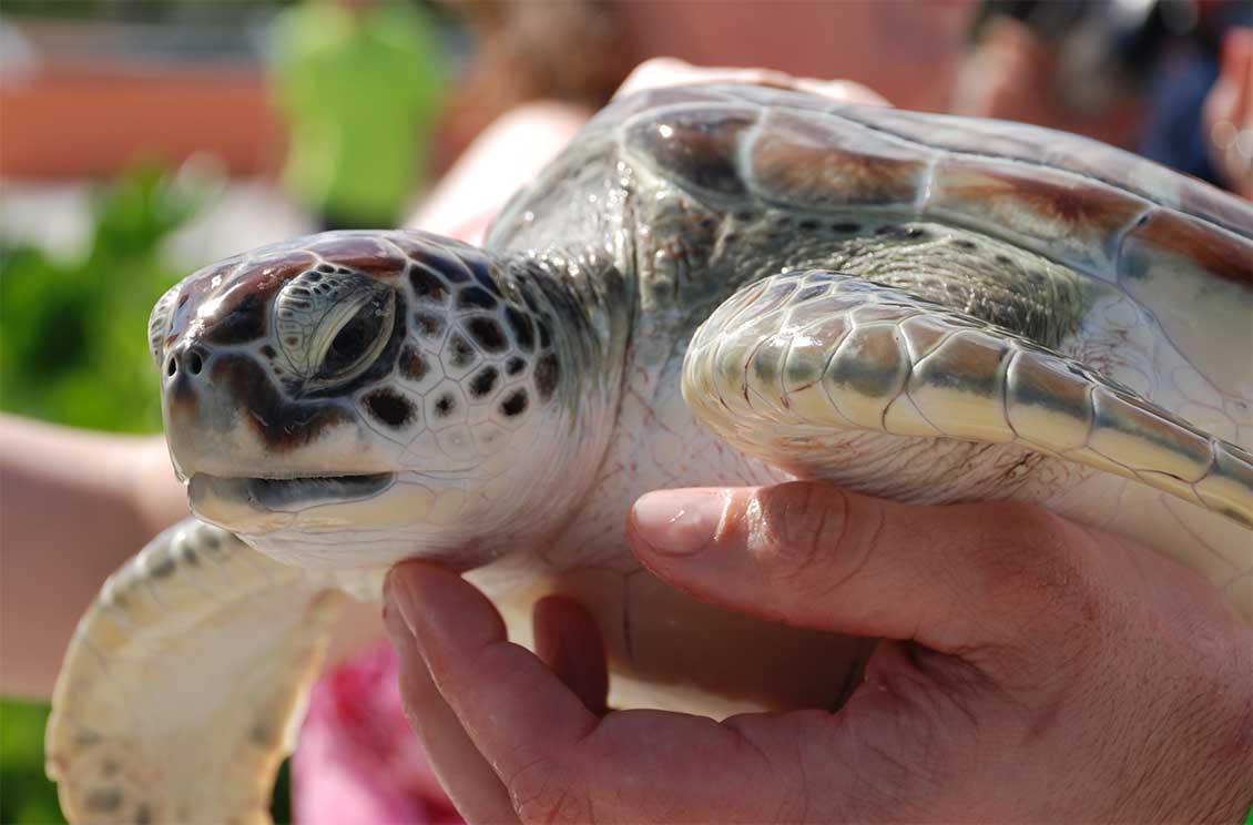 Getting up close and personal with a turtle at the Turtle Farm in Grand Cayman.