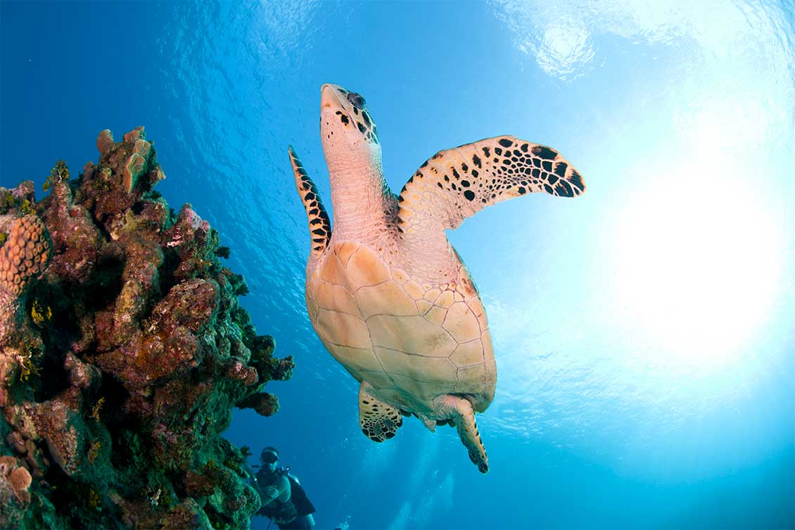 A turtle passing an outcrop of coral in the Caribbean Sea.