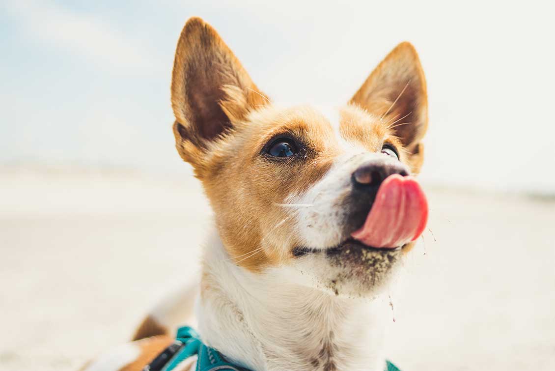 A small dog licking its lips.