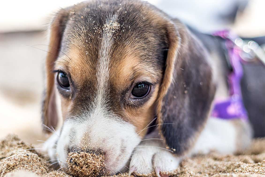 A puppy with its nose buried in the sand at the beach.