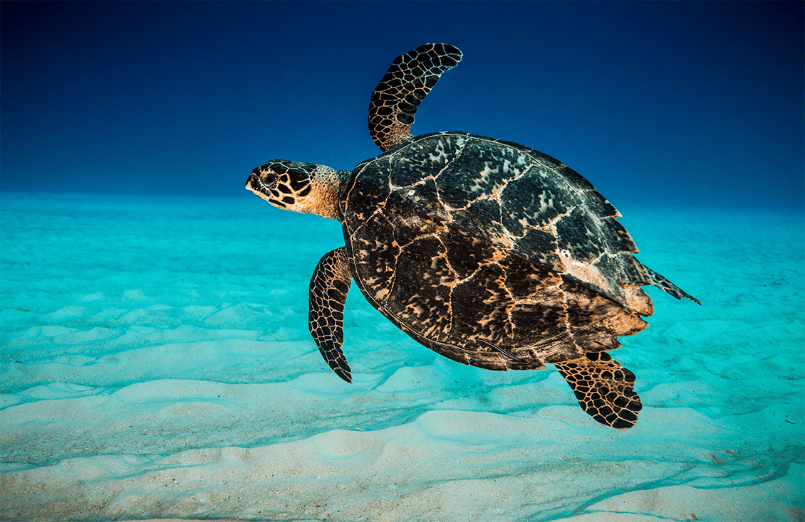A turtle under the Caribbean Sea.