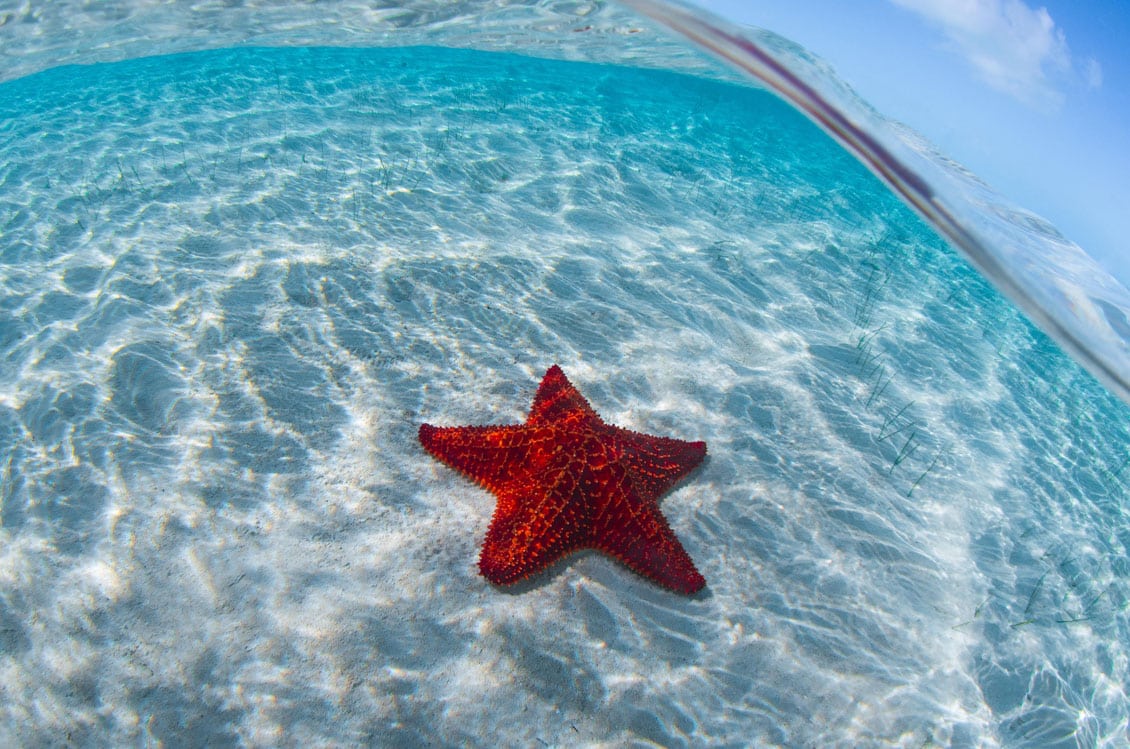 A large starfish on the sea floor in a shallow area of the Caribbean Sea.