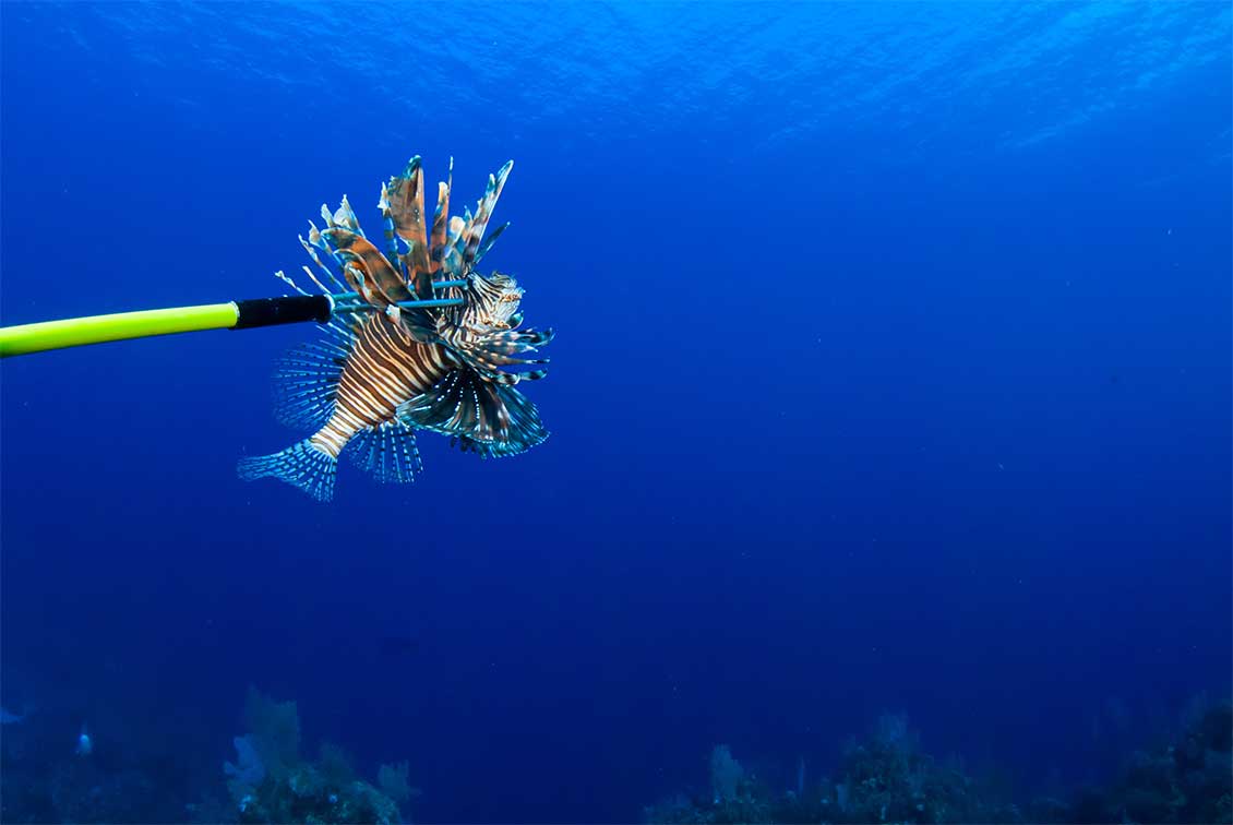 A Lionfish on spear during Lionfish cull in the Cayman Islands