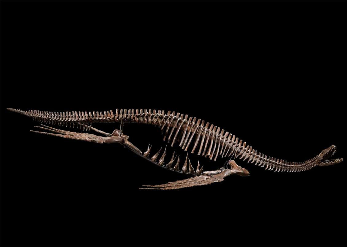 A MOUNTED PLESIOSAUR SKELETON 