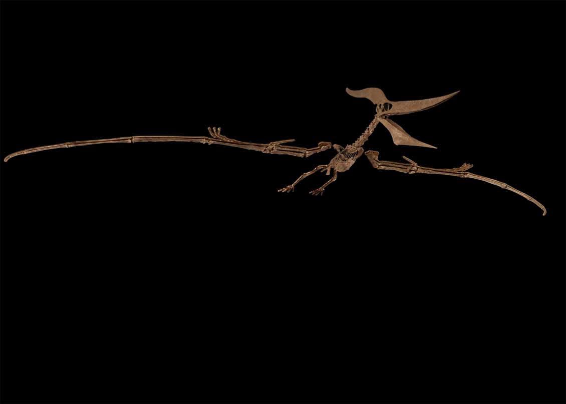 ARTICULATED PTERANODON SKELETON (ESTIMATE: $4-6 MILLION). LATE CRETACEOUS (APPROXIMATELY 85 MILLION YEARS AGO), NIOBRARA FORMATION, SMOKY HILL CHALK MEMBER, LOGAN COUNTY, KANSAS.