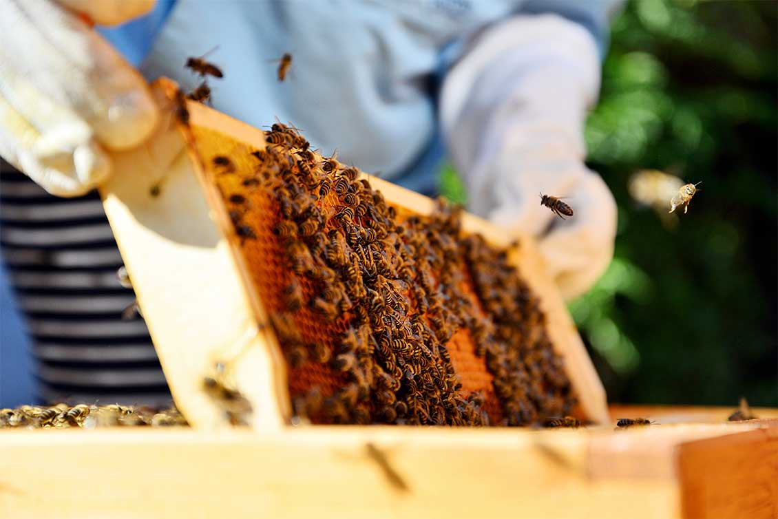 Beekeeping in the Cayman