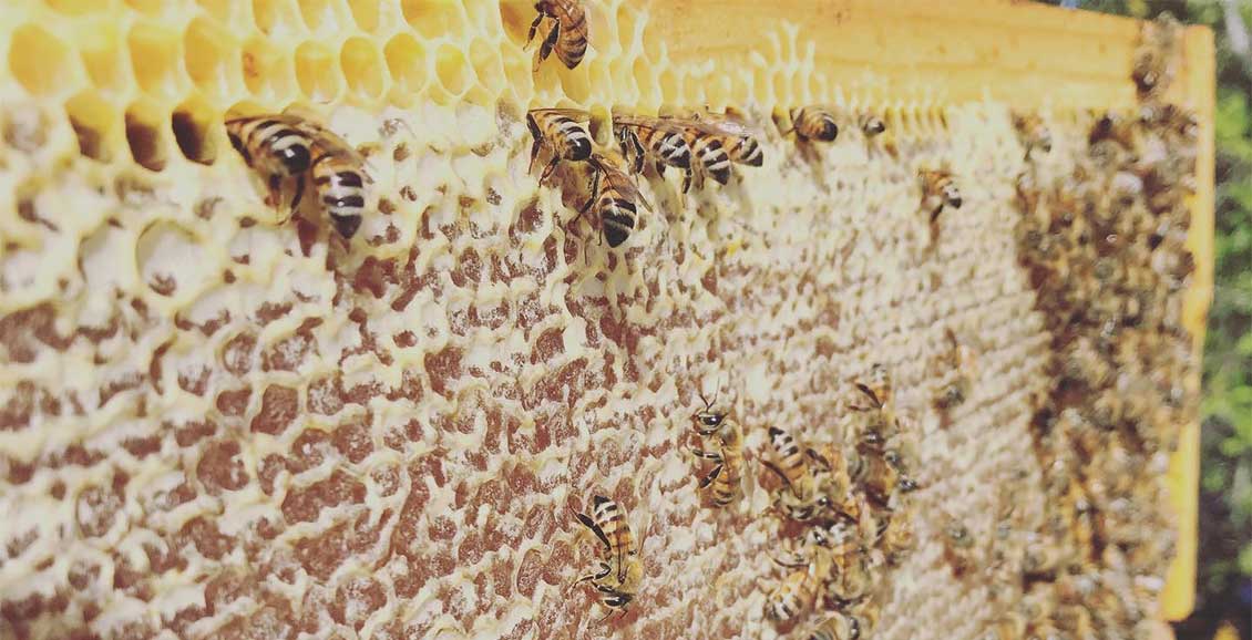 Local bees produce honey in the Cayman Islands