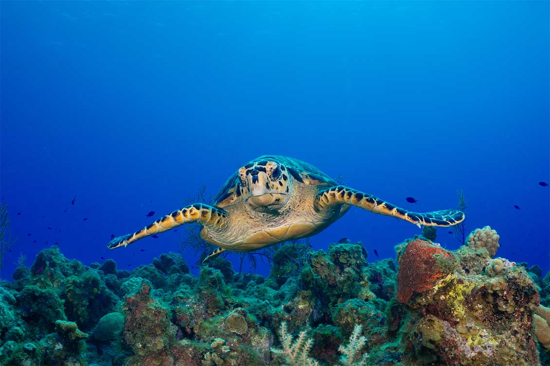 A Hawksbill Turtle in the Cayman Islands