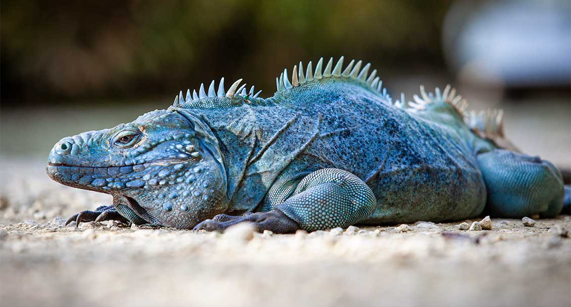 Grand Cayman Blue Iguana