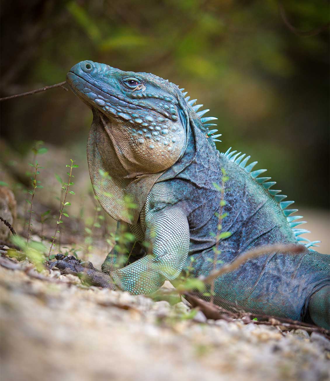 Grand Cayman Blue Iguana