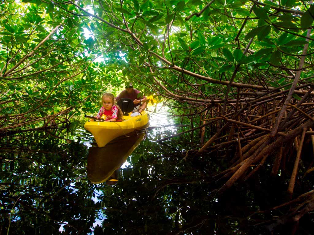 The Cayman Islands' lush mangrove forests