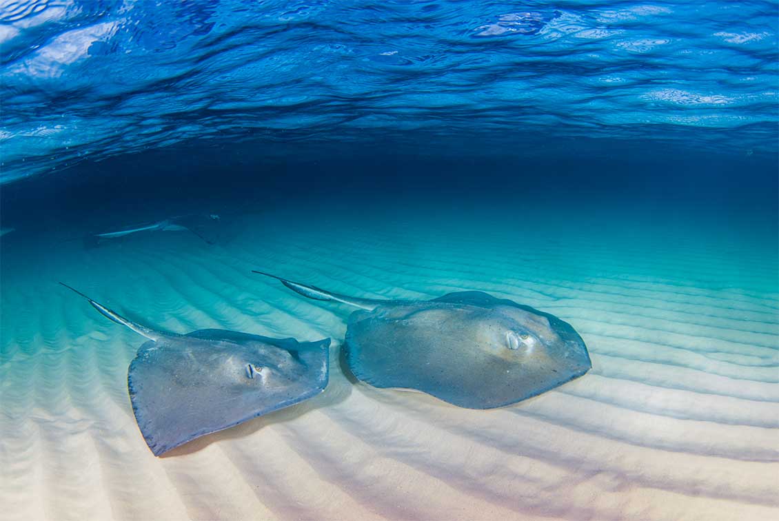 Stingray City, Grand Cayman