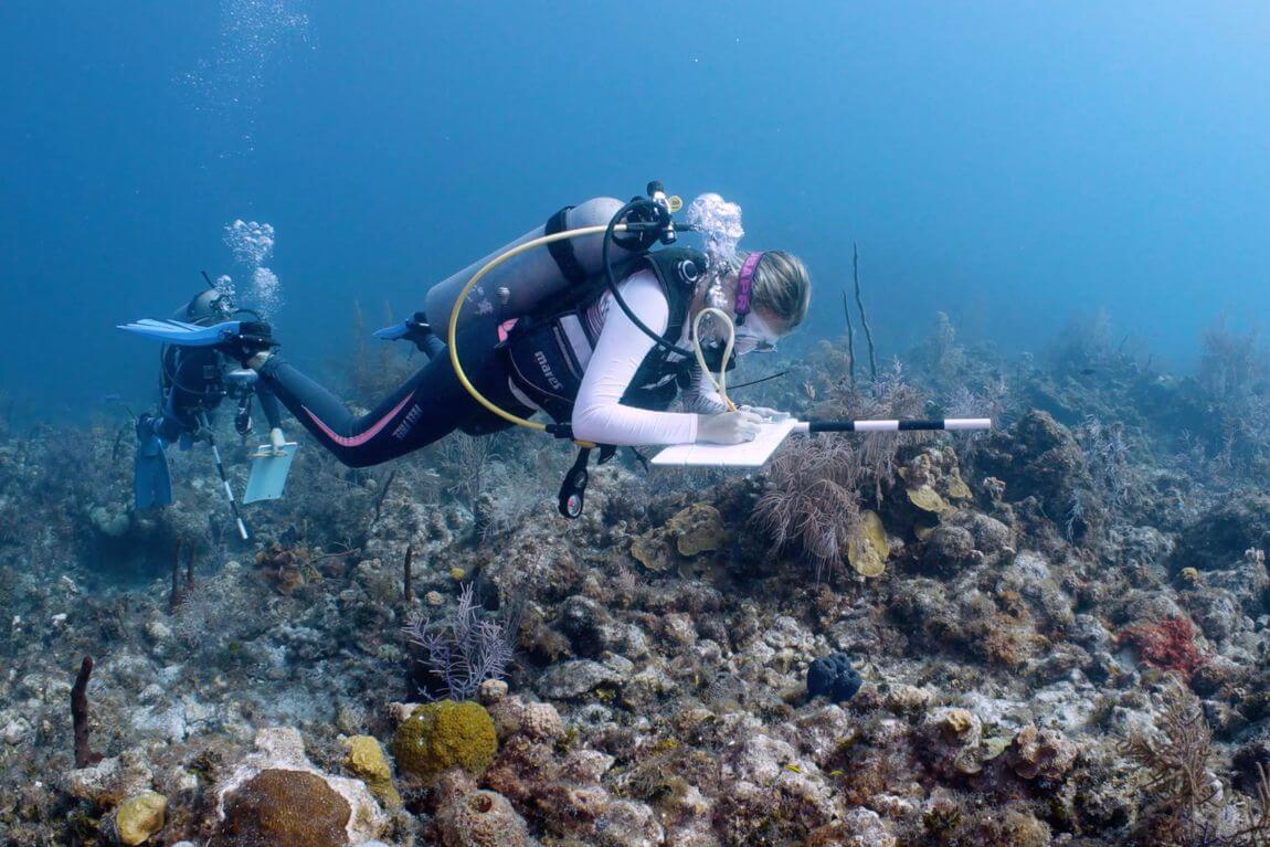 Photo credit CCMI: CCMI underwater researcher