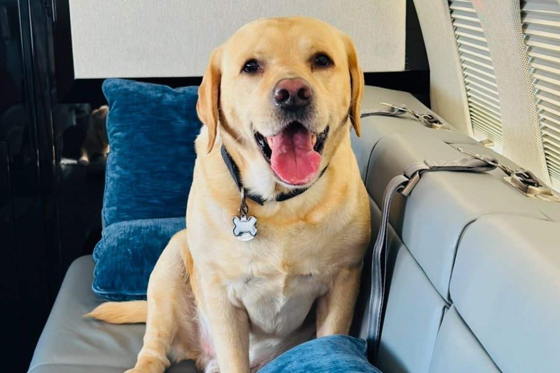 A happy Golden Labrador