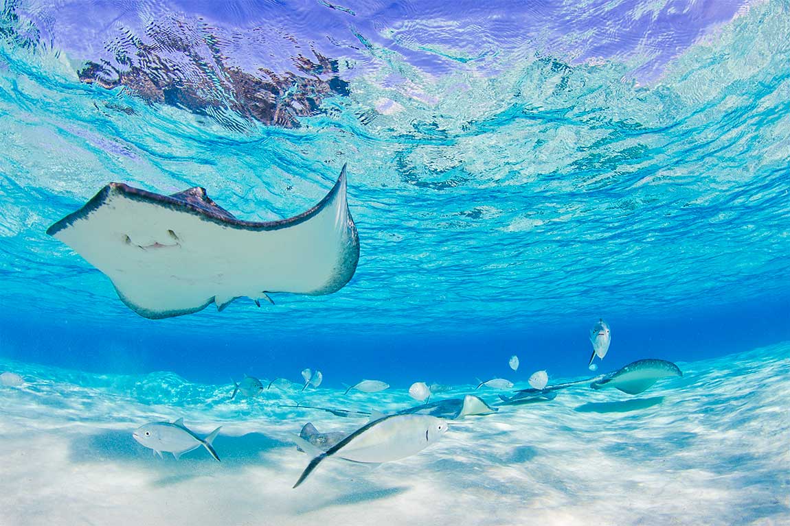 Stingrays at Stingray City