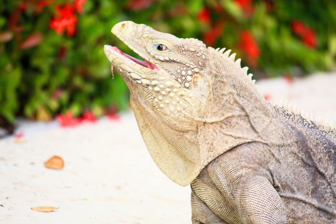 Cayman brac Iguana