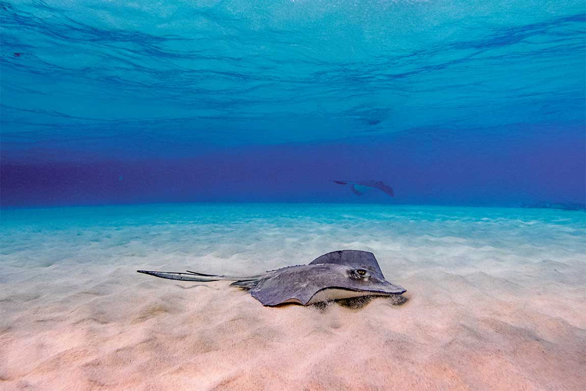 Stingray City, Grand Cayman, Cayman Islands